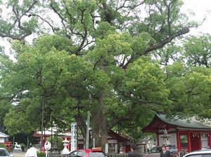 2009073012172775356.jpg