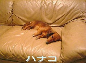 2010010302374360159.jpg