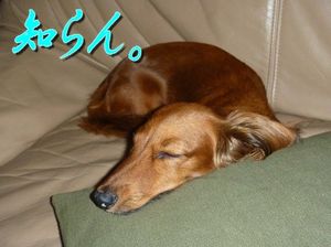 2010061516065373931.jpg