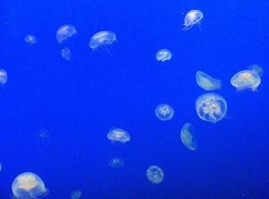 2010082402505275883.jpg