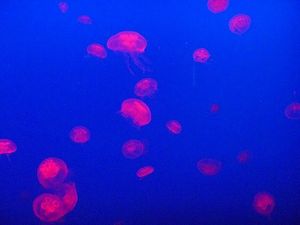 2010082402513942025.jpg